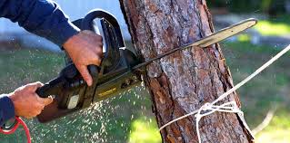 Best Tree Maintenance Programs  in Alexandria Bay, NY