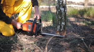 Best Tree Cabling and Bracing  in Alexandria Bay, NY