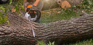 Best Pest Control for Lawns  in Alexandria Bay, NY