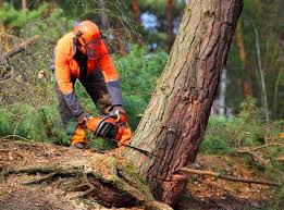 Best Tree Removal  in Alexandria Bay, NY
