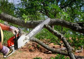 Best Lawn Disease Treatment  in Alexandria Bay, NY