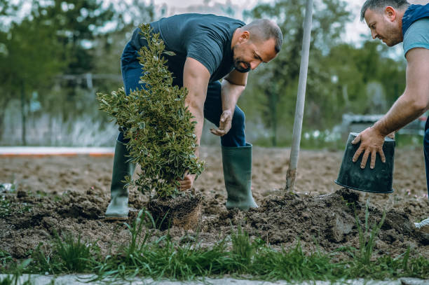 Best Lawn Grading and Leveling  in Alexandria Bay, NY