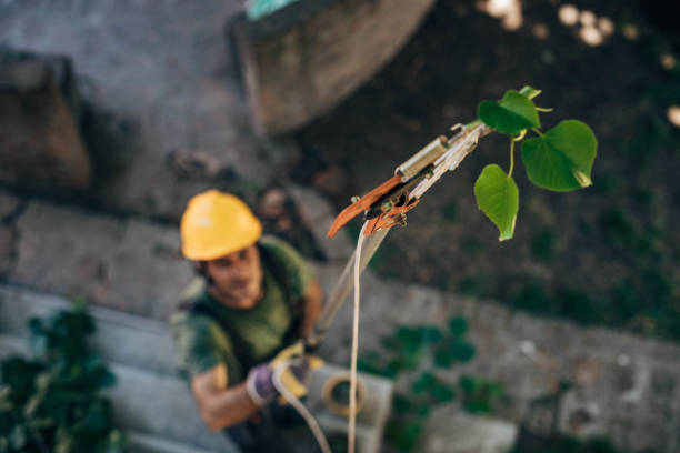  Alexandria Bay, NY Tree Services Pros