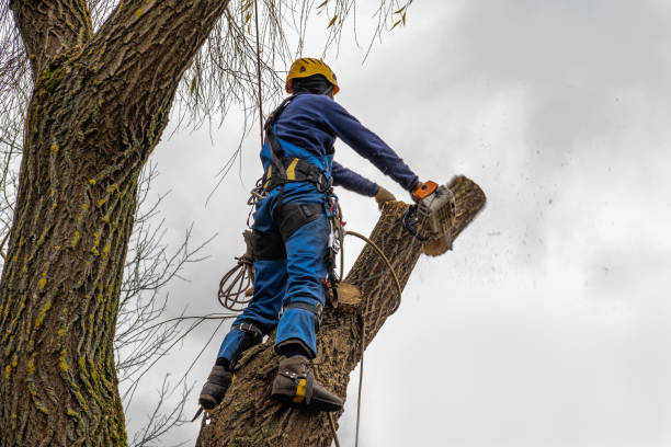 Best Stump Grinding and Removal  in Alexandria Bay, NY