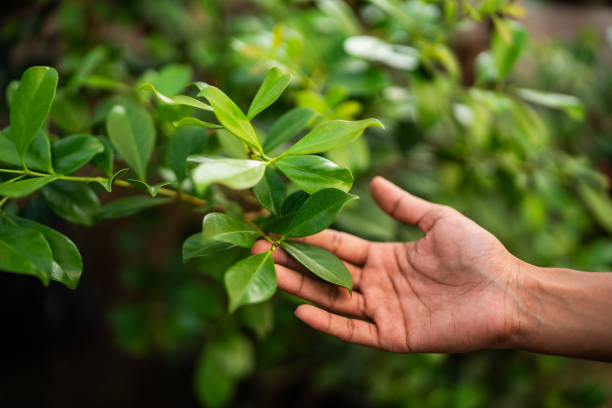 How Our Tree Care Process Works  in  Alexandria Bay, NY