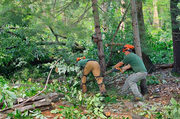 Best Tree and Shrub Care  in Alexandria Bay, NY