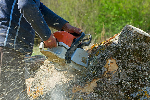 Best Emergency Tree Removal  in Alexandria Bay, NY